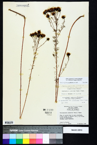 Dalea pinnata var. trifoliata image