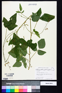 Desmodium canescens image