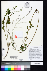 Desmodium ciliare image