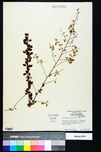 Desmodium ciliare image