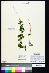 Desmodium ciliare image