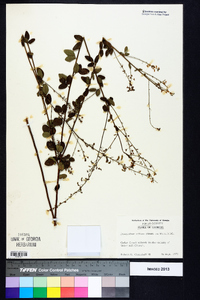 Desmodium ciliare image