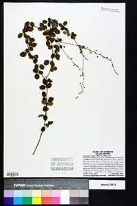 Desmodium ciliare image