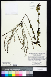 Desmodium ciliare image