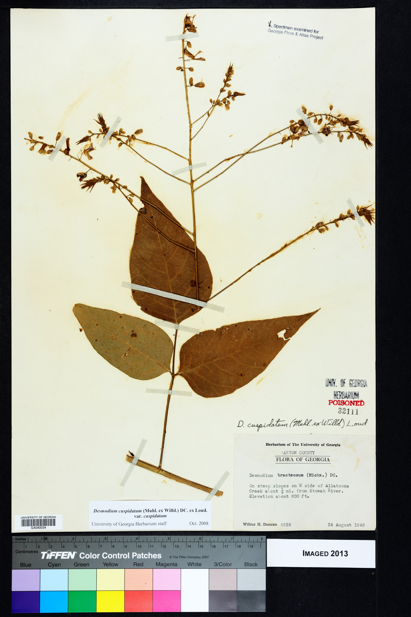 Desmodium cuspidatum var. cuspidatum image