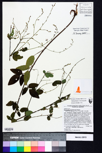 Desmodium floridanum image