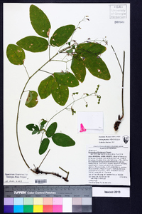 Desmodium floridanum image