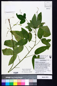 Desmodium floridanum image