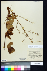 Desmodium floridanum image