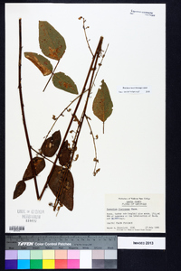 Desmodium floridanum image