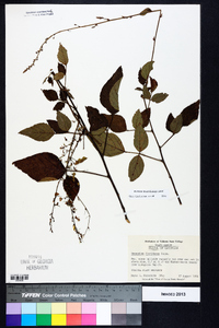 Desmodium floridanum image