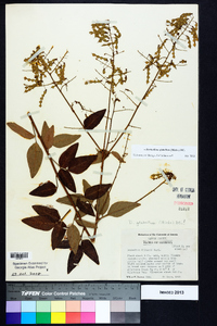 Desmodium glabellum image