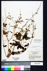 Desmodium glabellum image