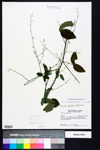 Desmodium glabellum image