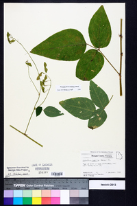 Desmodium glabellum image