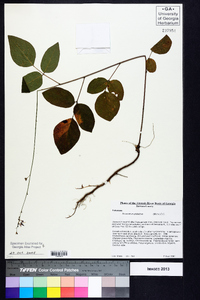 Desmodium glabellum image