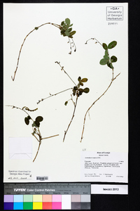 Desmodium incanum image