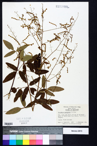 Desmodium laevigatum image