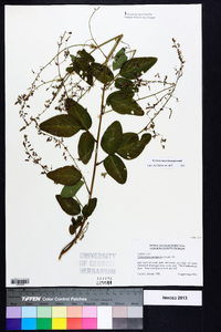 Desmodium laevigatum image