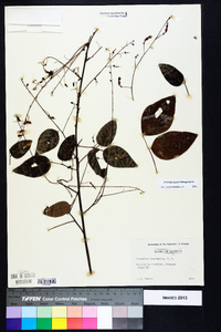 Desmodium laevigatum image