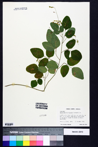 Desmodium laevigatum image