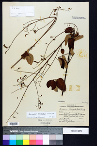 Desmodium laevigatum image