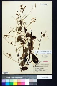 Desmodium laevigatum image