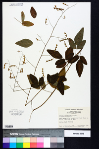 Desmodium laevigatum image