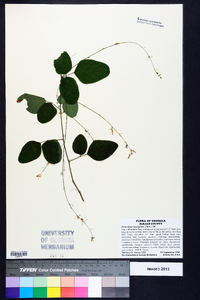 Desmodium laevigatum image