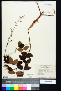 Desmodium laevigatum image