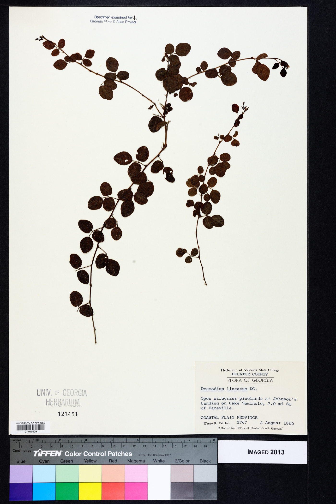 Desmodium lineatum image