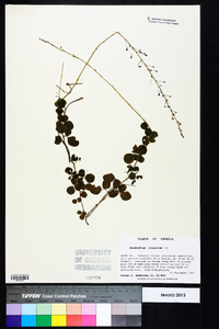 Desmodium lineatum image