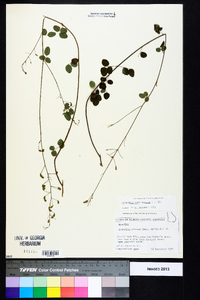 Desmodium marilandicum image