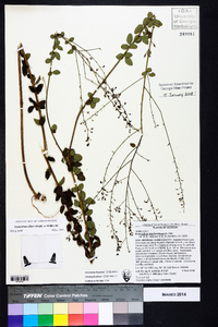 Desmodium ciliare image