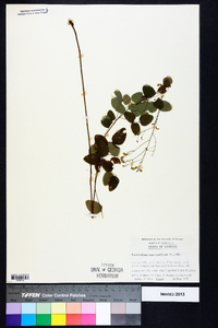 Desmodium marilandicum image