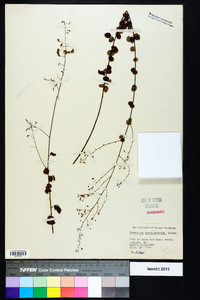 Desmodium marilandicum image