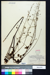 Desmodium marilandicum image