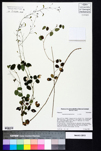 Desmodium marilandicum image