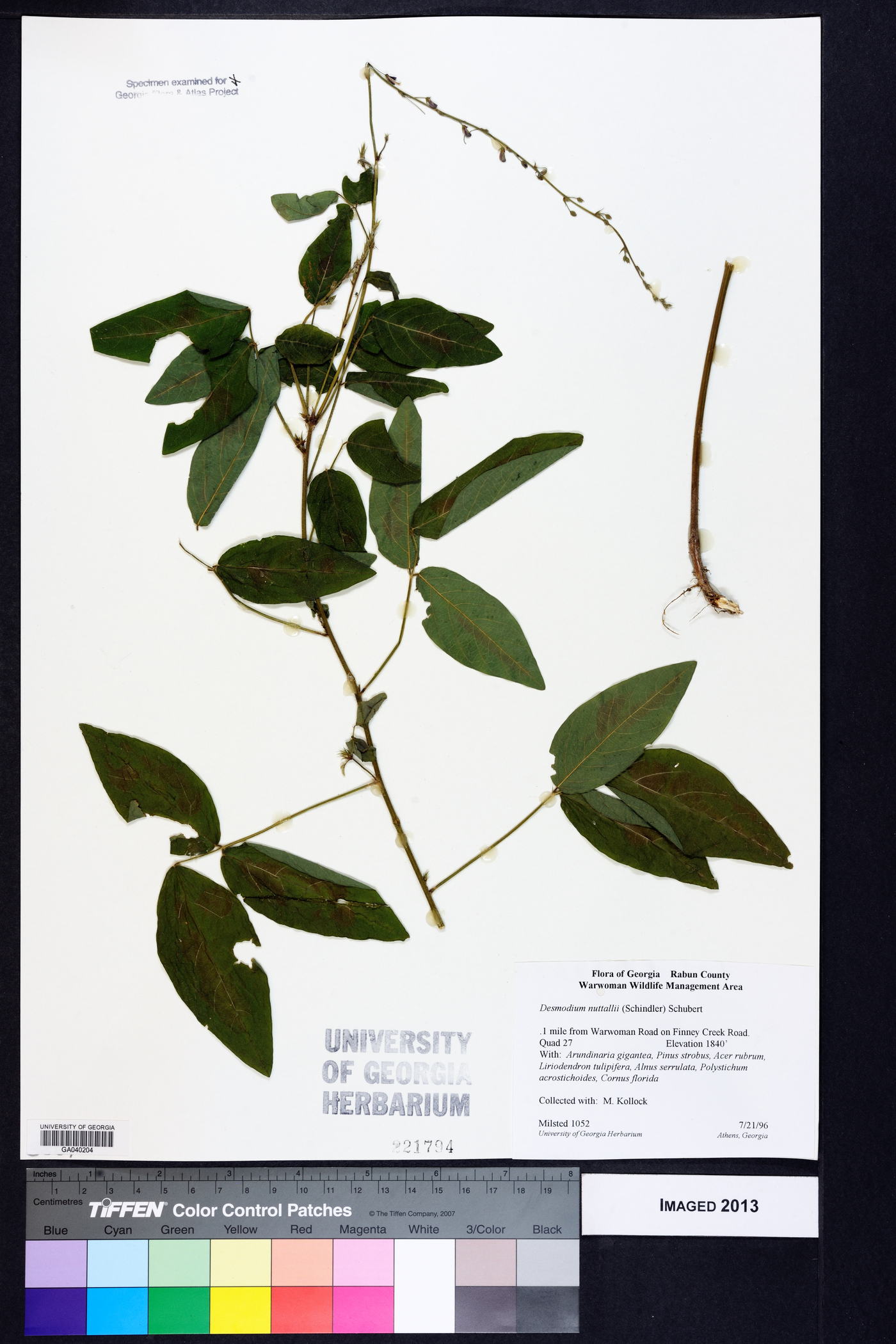 Desmodium nuttallii image