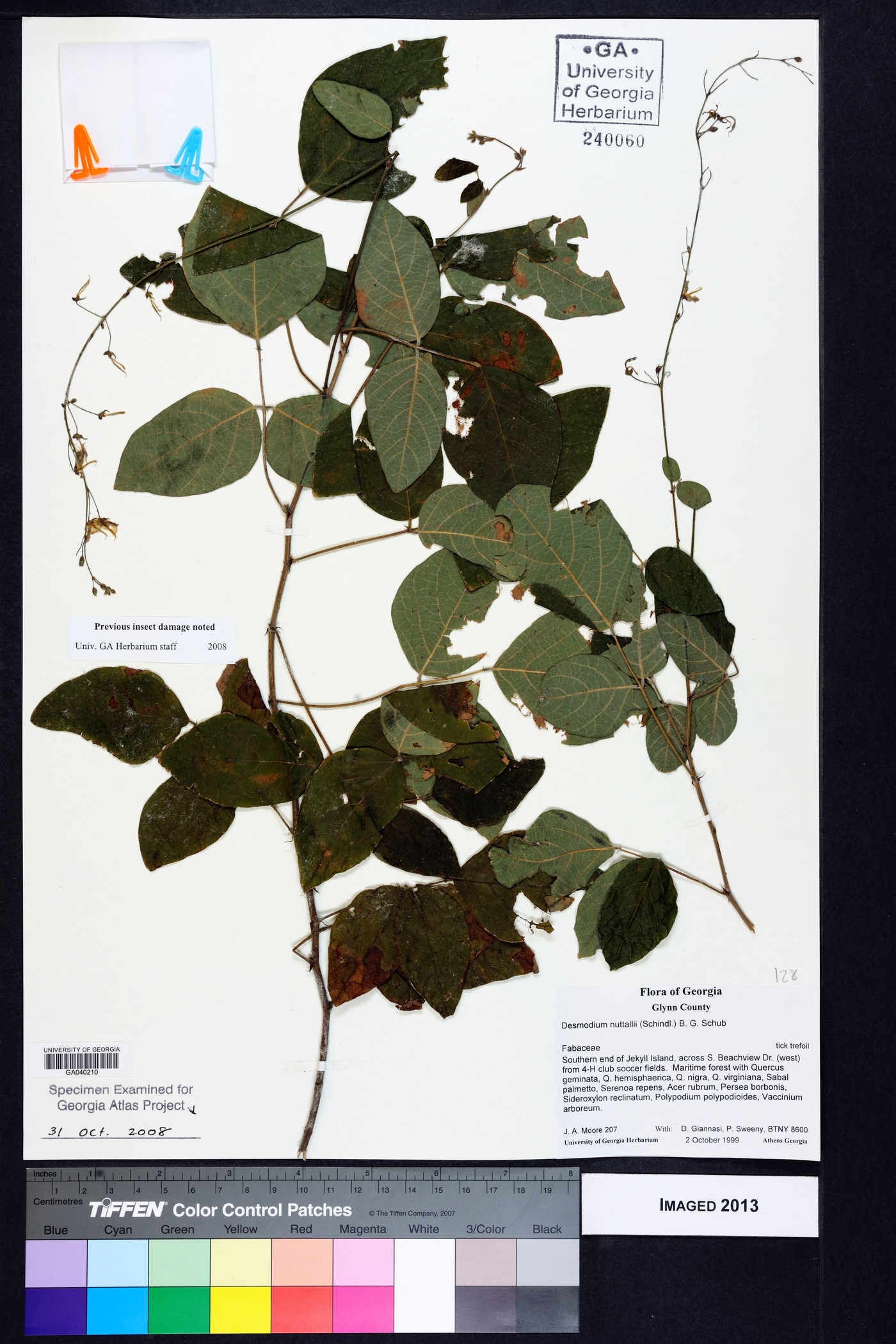 Desmodium nuttallii image