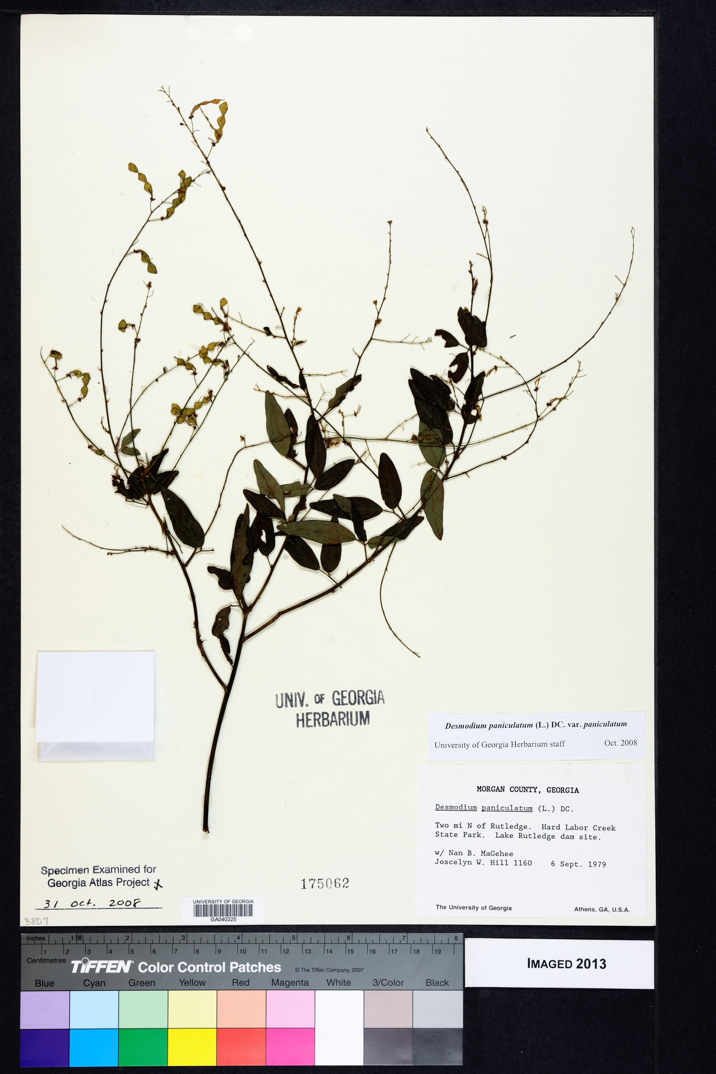 Desmodium paniculatum var. paniculatum image