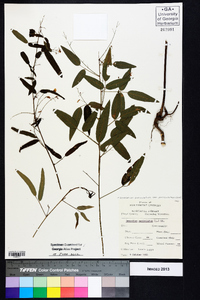 Desmodium paniculatum var. paniculatum image