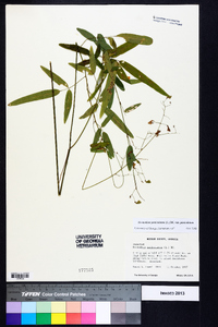 Desmodium paniculatum var. paniculatum image