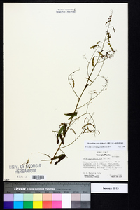 Desmodium paniculatum var. paniculatum image