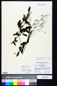 Desmodium paniculatum var. paniculatum image