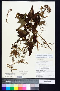 Desmodium perplexum image