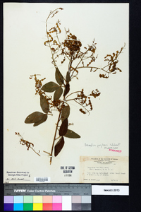 Desmodium perplexum image