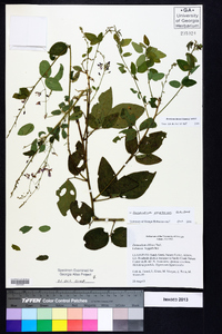 Desmodium perplexum image