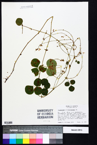 Desmodium rotundifolium image