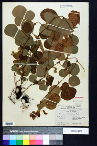 Desmodium rotundifolium image